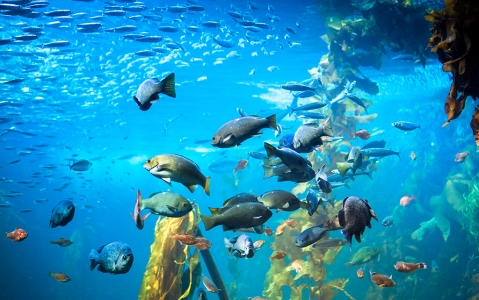 activity Aquarium de Monterey