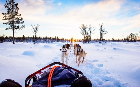 activity Balade en traineau à chiens en Alaska
