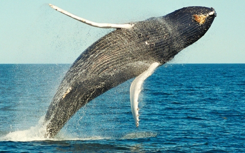 activity Observation des dauphins et des baleines
