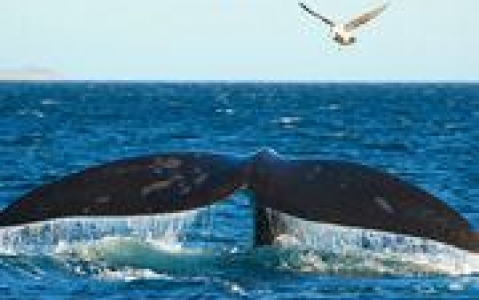 activity Croisière à la rencontre des baleines