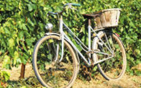 activity Tour en vélo dans les vignes