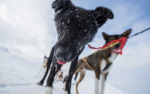 activity Sortie en traîneau à chiens dans les Alpes du Lyngen