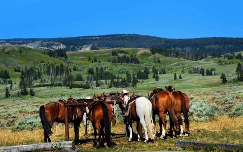 activity Balade à cheval dans Yellowstone