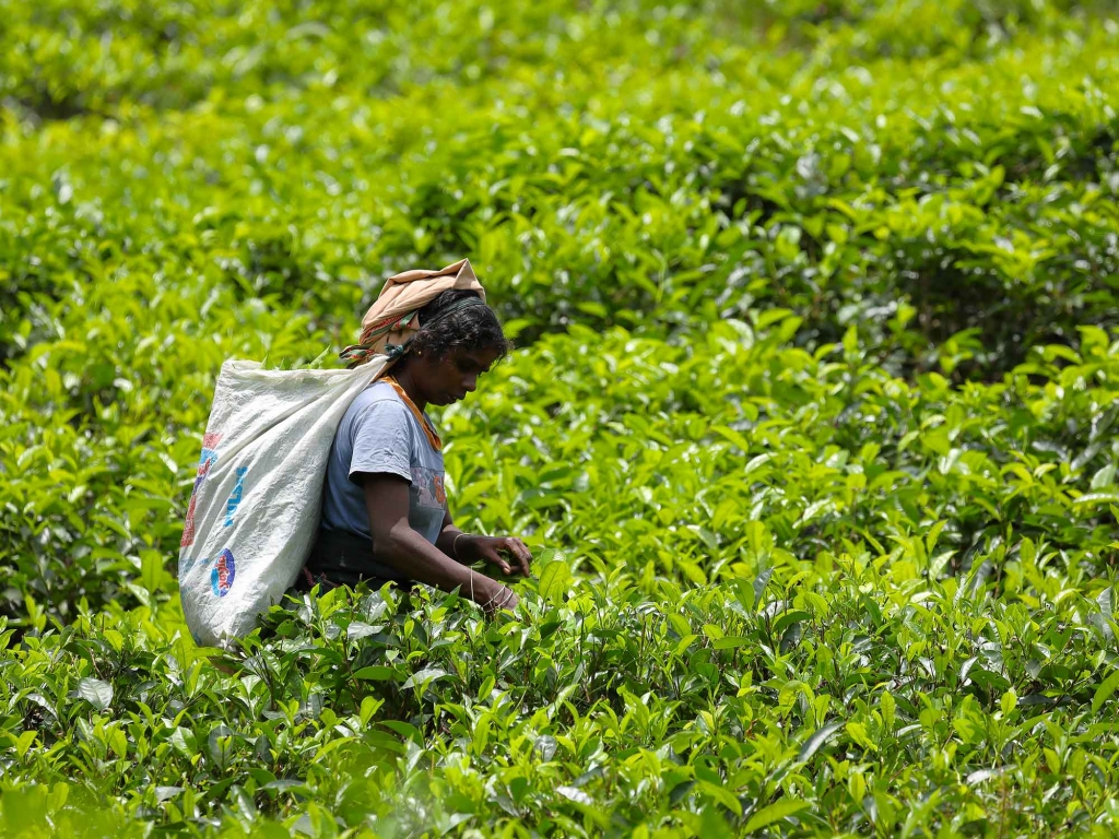 Immersion dans les plantations de thé 