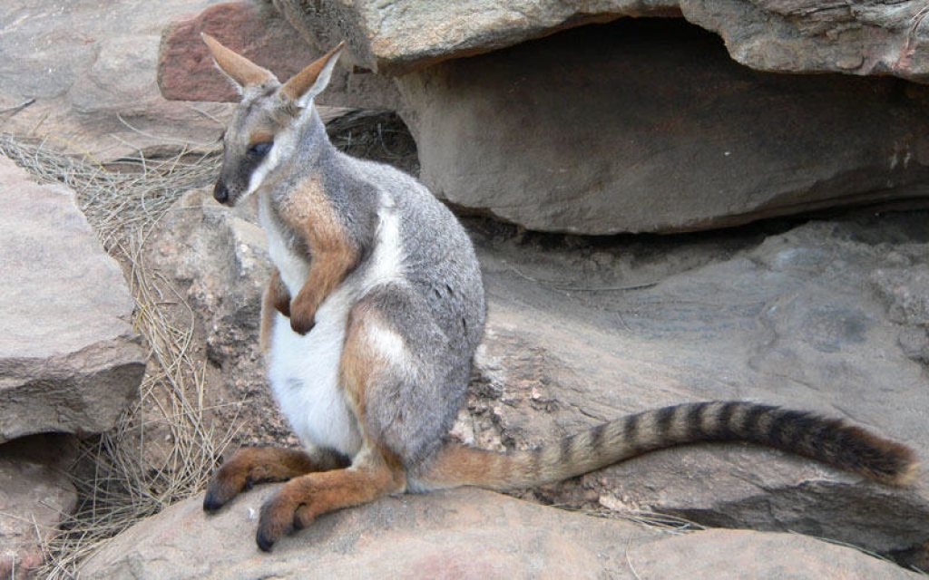 Rencontre avec les kangourous et les koalas