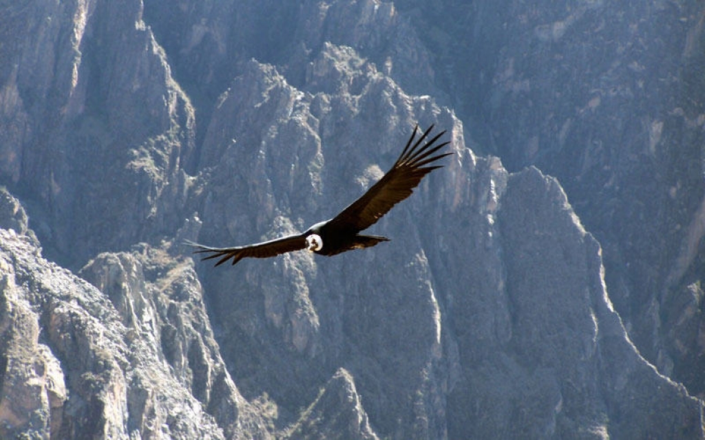 Vol du condor et Canyon de Colca