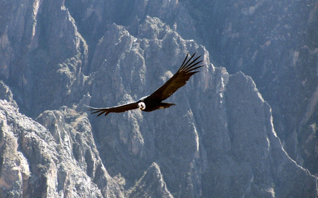 Vol du condor et Canyon de Colca