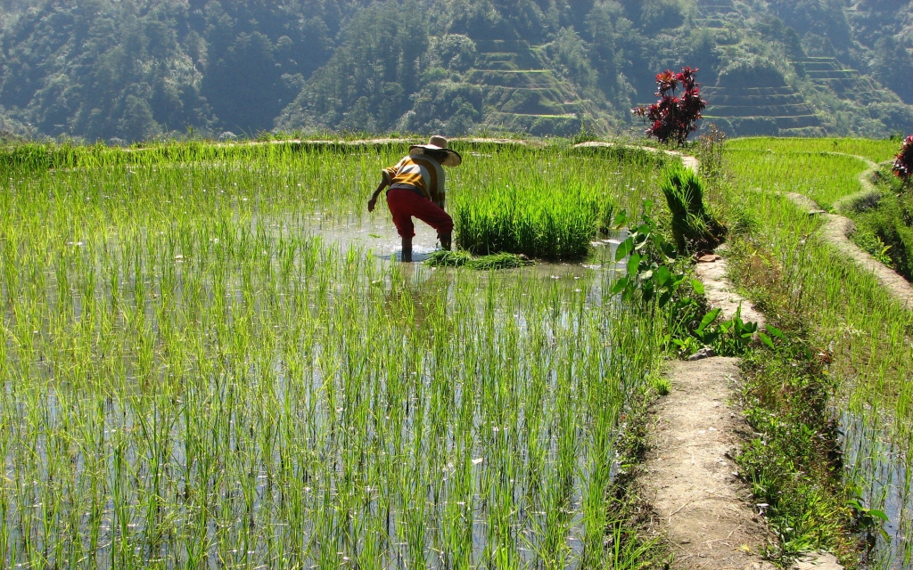 Randonnée au cœur des rizières