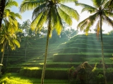 Indonésie : Bali au fil des rizières