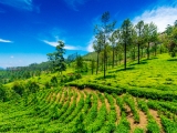 Plantation de thé à Munnar: voyage Kerala