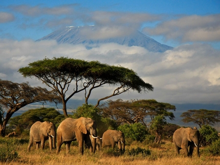 Safari dans le légendaire Masai Mara