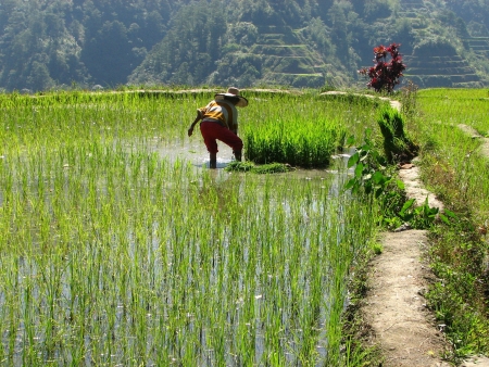 Randonnée au cœur des rizières